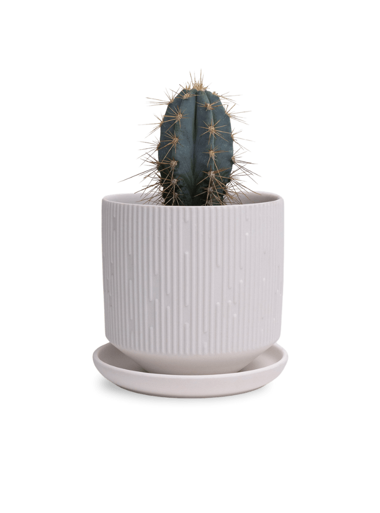 Virago 3.5" Porcelain Pot With Drainage Hole And Saucer - Chive Ceramics Studio - Pots - Chive Ceramics Studio