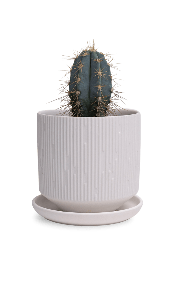 Virago 3.5" Porcelain Pot With Drainage Hole And Saucer - Chive Ceramics Studio - Pots - Chive Ceramics Studio