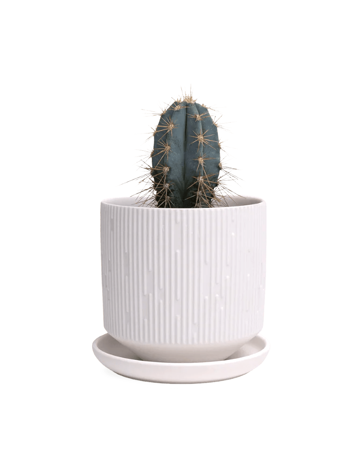 Virago White 3.5" Porcelain Pot - Chive Ceramics Studio - Pots - Chive Wholesale