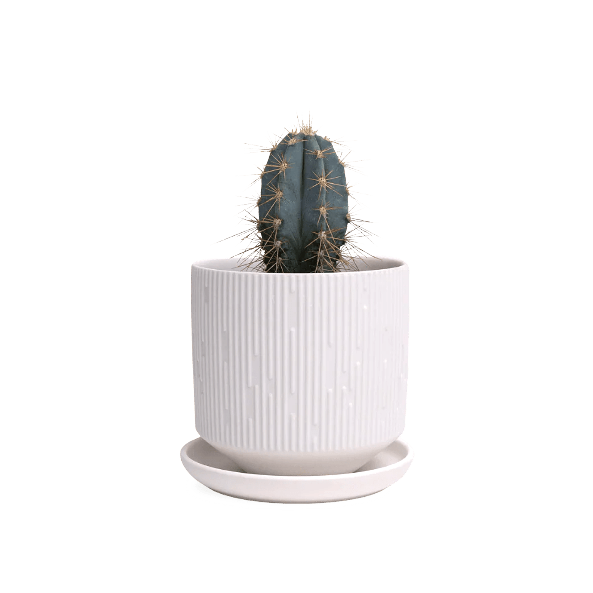 Virago White 3.5" Porcelain Pot - Chive Ceramics Studio - Pots - Chive Wholesale