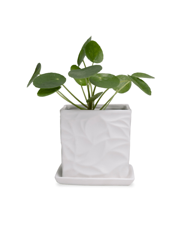 Virago 3.5" Porcelain Pot With Drainage Hole And Saucer - Chive Ceramics Studio - Pots - Chive Ceramics Studio