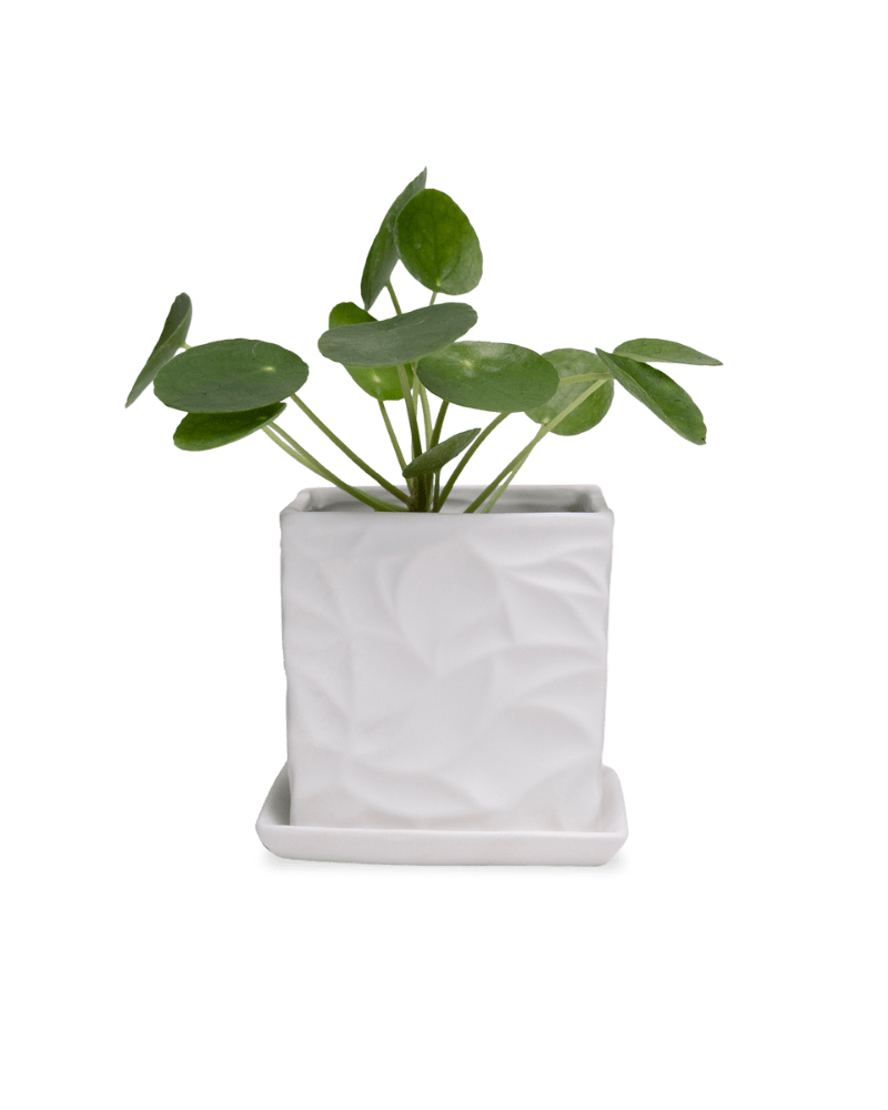 Virago 3.5" Porcelain Pot With Drainage Hole And Saucer - Chive Ceramics Studio - Pots - Chive Ceramics Studio