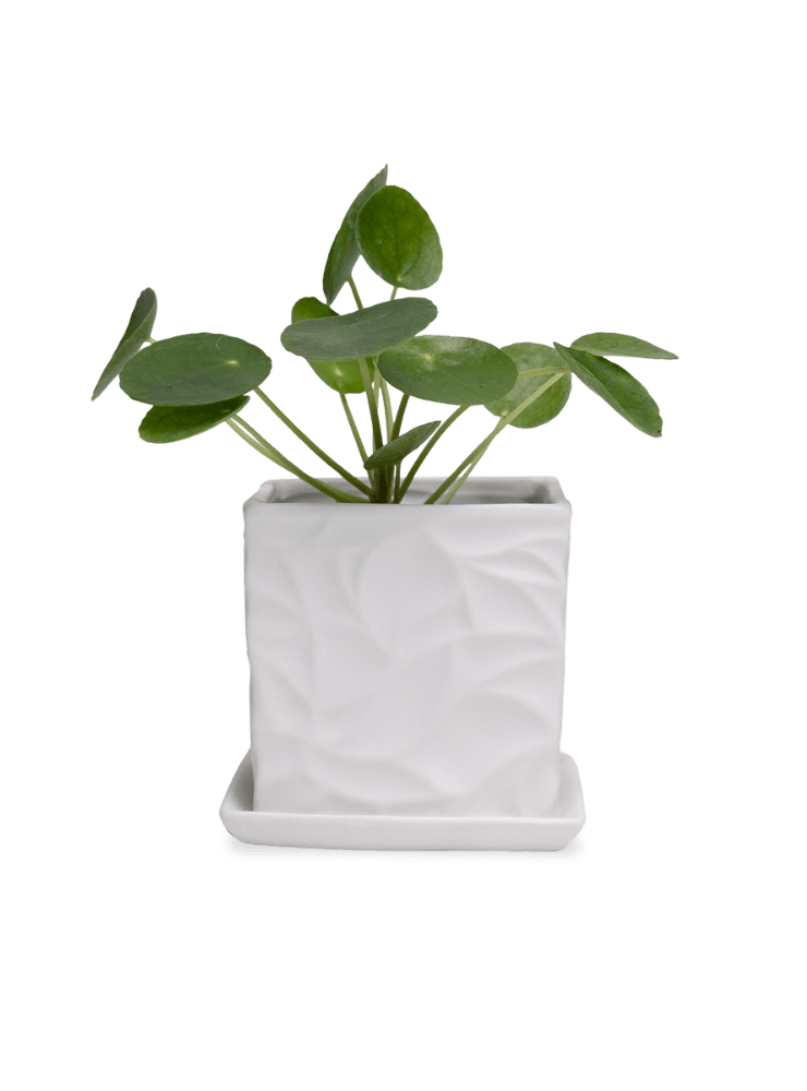 Virago 3.5" Porcelain Pot With Drainage Hole And Saucer - Chive Ceramics Studio - Pots - Chive Ceramics Studio