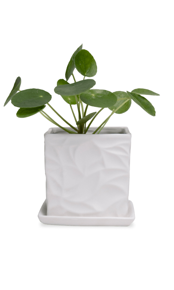 Virago 3.5" Porcelain Pot With Drainage Hole And Saucer - Chive Ceramics Studio - Pots - Chive Ceramics Studio