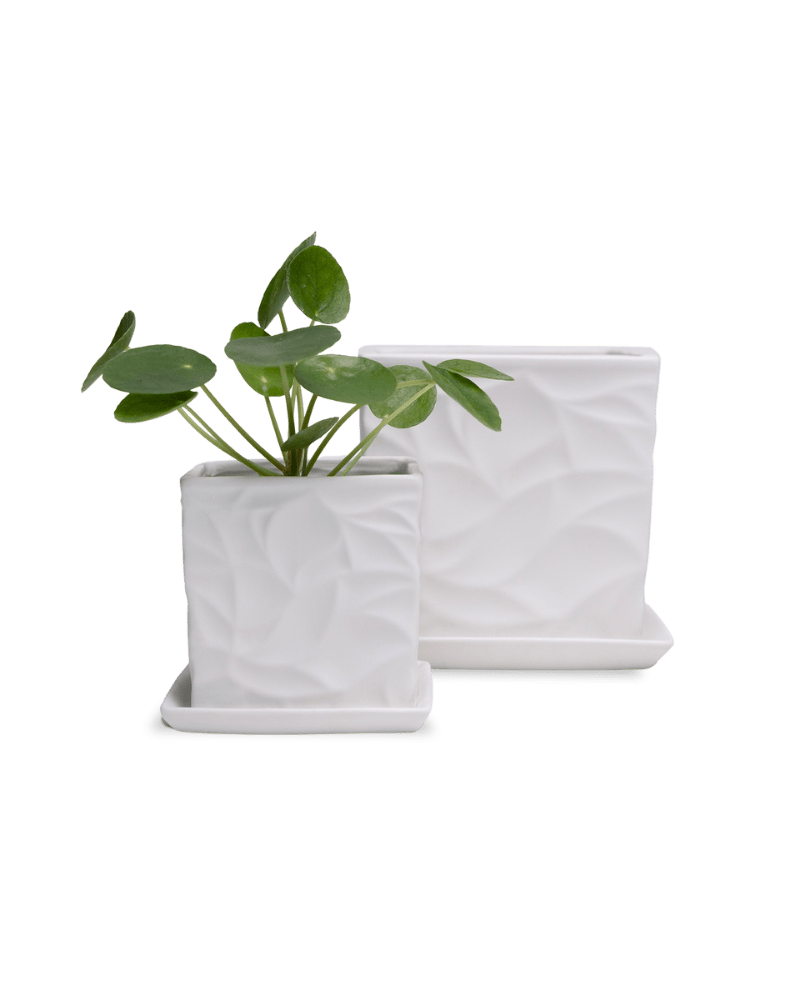 Virago 3.5" Porcelain Pot With Drainage Hole And Saucer - Chive Ceramics Studio - Pots - Chive Ceramics Studio