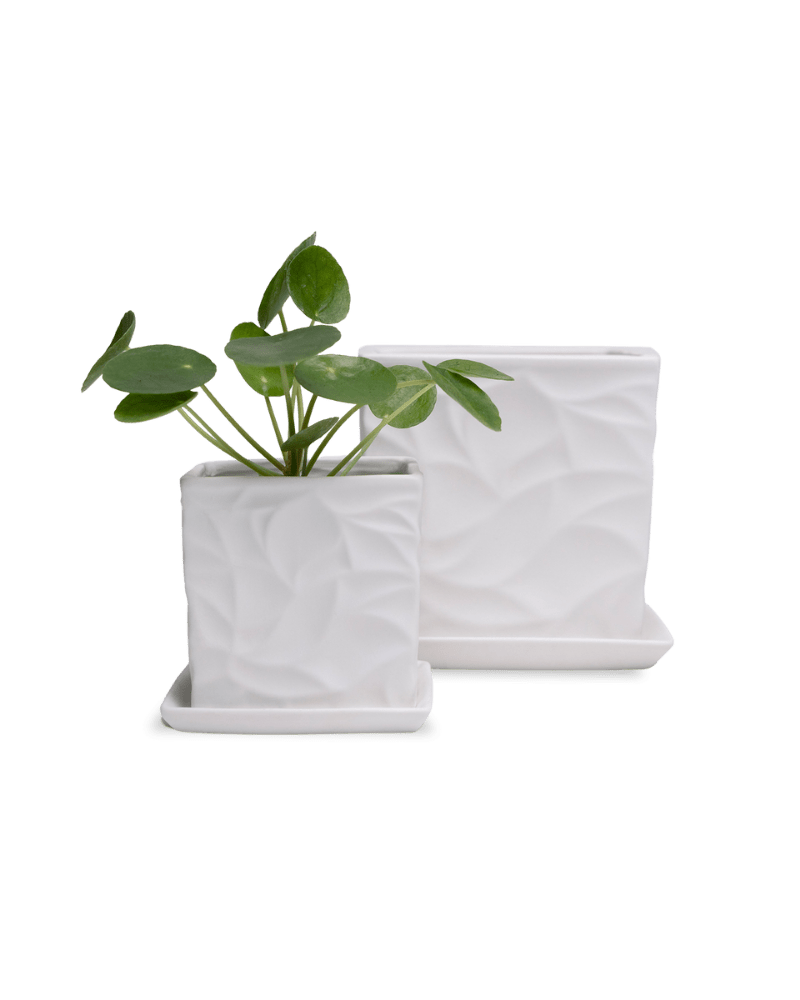 Virago 3.5" Porcelain Pot With Drainage Hole And Saucer - Chive Ceramics Studio - Pots - Chive Ceramics Studio