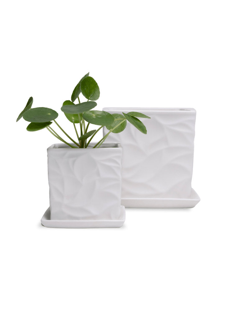 Virago 3.5" Porcelain Pot With Drainage Hole And Saucer - Chive Ceramics Studio - Pots - Chive Ceramics Studio