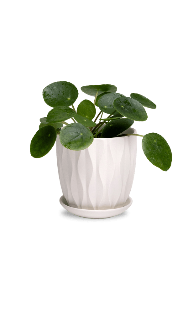 Virago 3.5" Porcelain Pot With Drainage Hole And Saucer - Chive Ceramics Studio - Pots - Chive Ceramics Studio