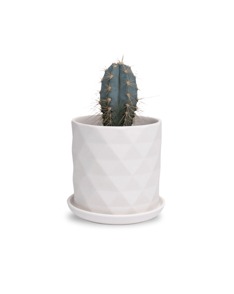 Virago 3.5" Porcelain Pot With Drainage Hole And Saucer - Chive Ceramics Studio - Pots - Chive Ceramics Studio