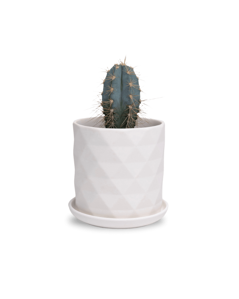 Virago 3.5" Porcelain Pot With Drainage Hole And Saucer - Chive Ceramics Studio - Pots - Chive Ceramics Studio