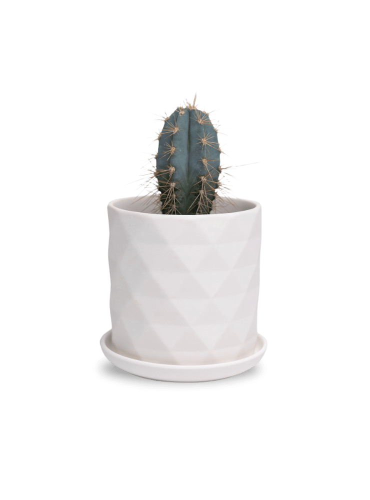 Virago 3.5" Porcelain Pot With Drainage Hole And Saucer - Chive Ceramics Studio - Pots - Chive Ceramics Studio