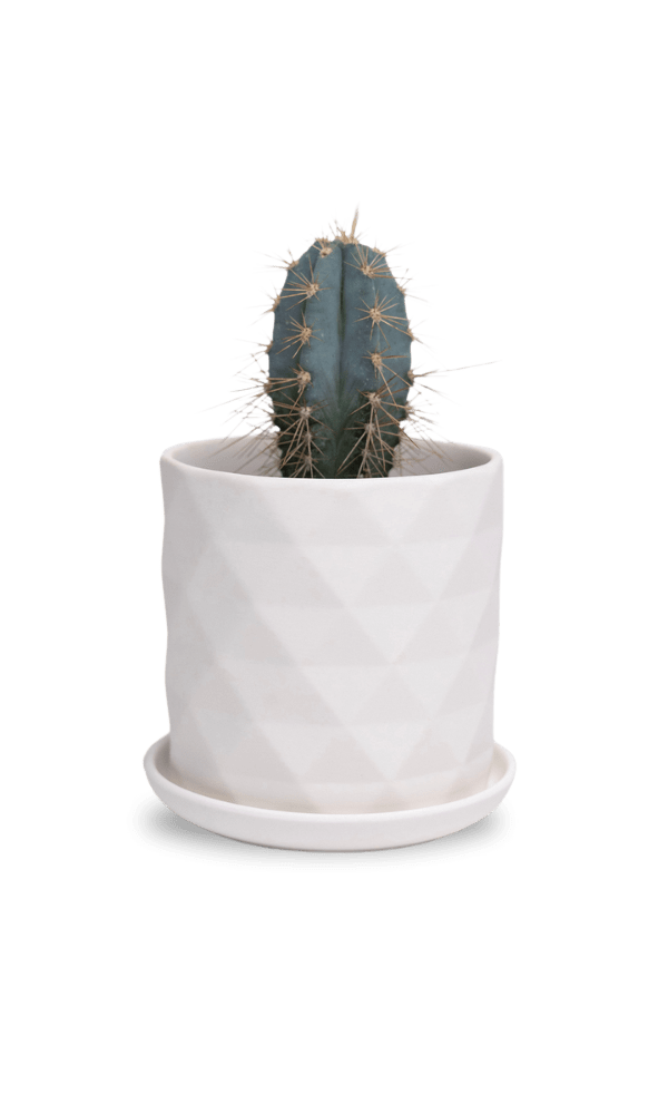 Virago 3.5" Porcelain Pot With Drainage Hole And Saucer - Chive Ceramics Studio - Pots - Chive Ceramics Studio