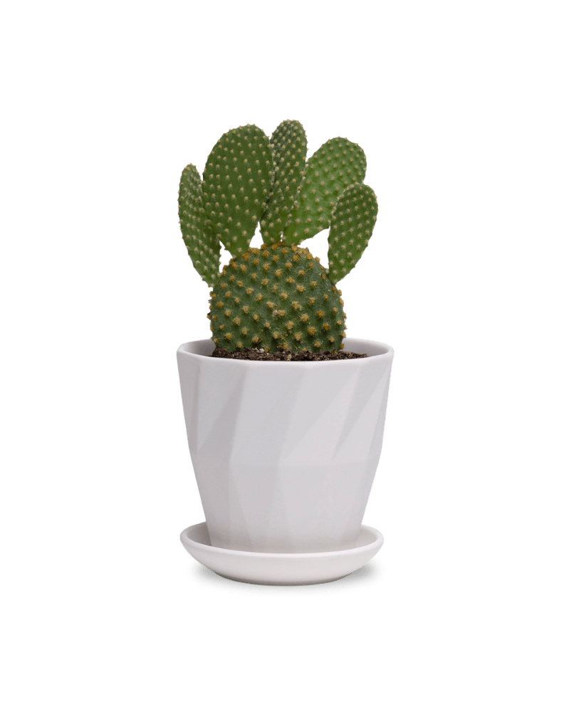 Virago 3.5" Porcelain Pot With Drainage Hole And Saucer - Chive Ceramics Studio - Pots - Chive Ceramics Studio