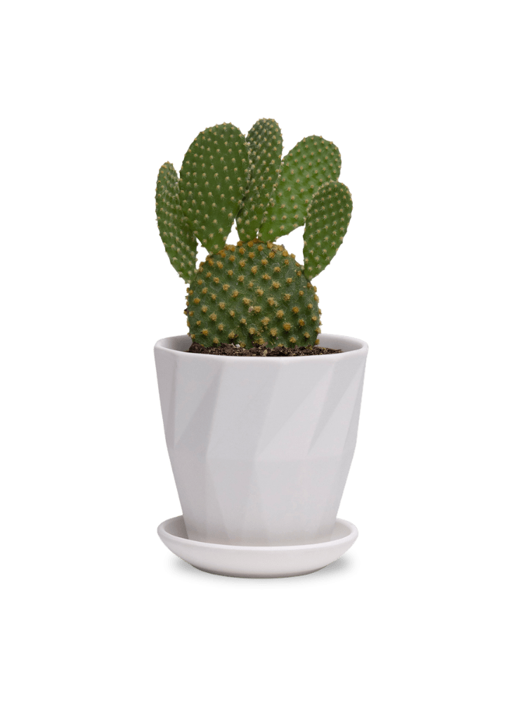 Virago 3.5" Porcelain Pot With Drainage Hole And Saucer - Chive Ceramics Studio - Pots - Chive Ceramics Studio