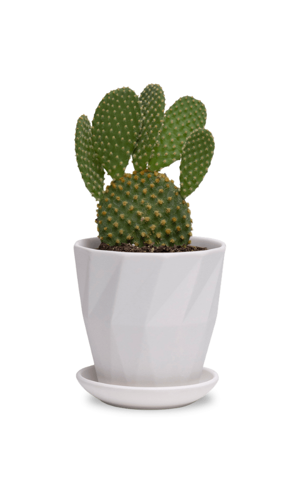 Virago 3.5" Porcelain Pot With Drainage Hole And Saucer - Chive Ceramics Studio - Pots - Chive Ceramics Studio