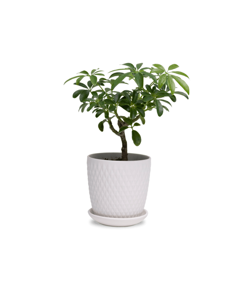 Virago 3.5" Porcelain Pot With Drainage Hole And Saucer - Chive Ceramics Studio - Pots - Chive Ceramics Studio