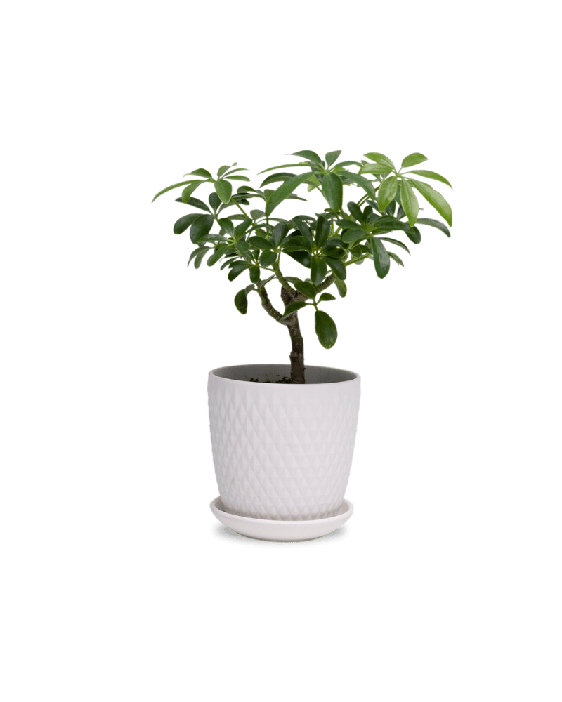 Virago 3.5" Porcelain Pot With Drainage Hole And Saucer - Chive Ceramics Studio - Pots - Chive Ceramics Studio