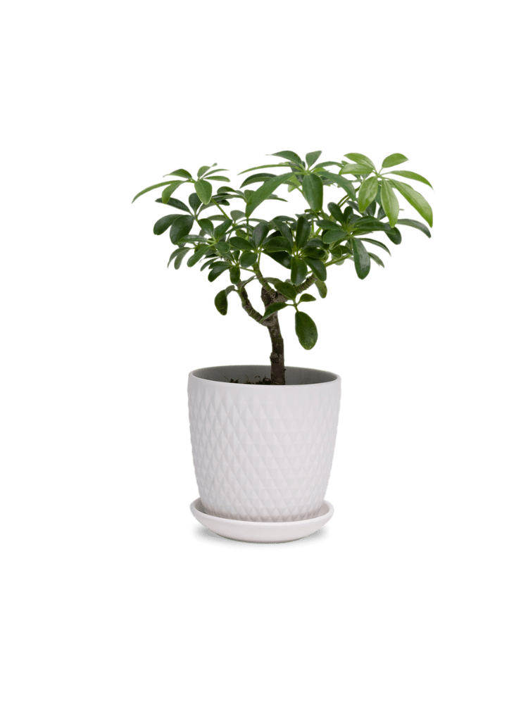 Virago 3.5" Porcelain Pot With Drainage Hole And Saucer - Chive Ceramics Studio - Pots - Chive Ceramics Studio