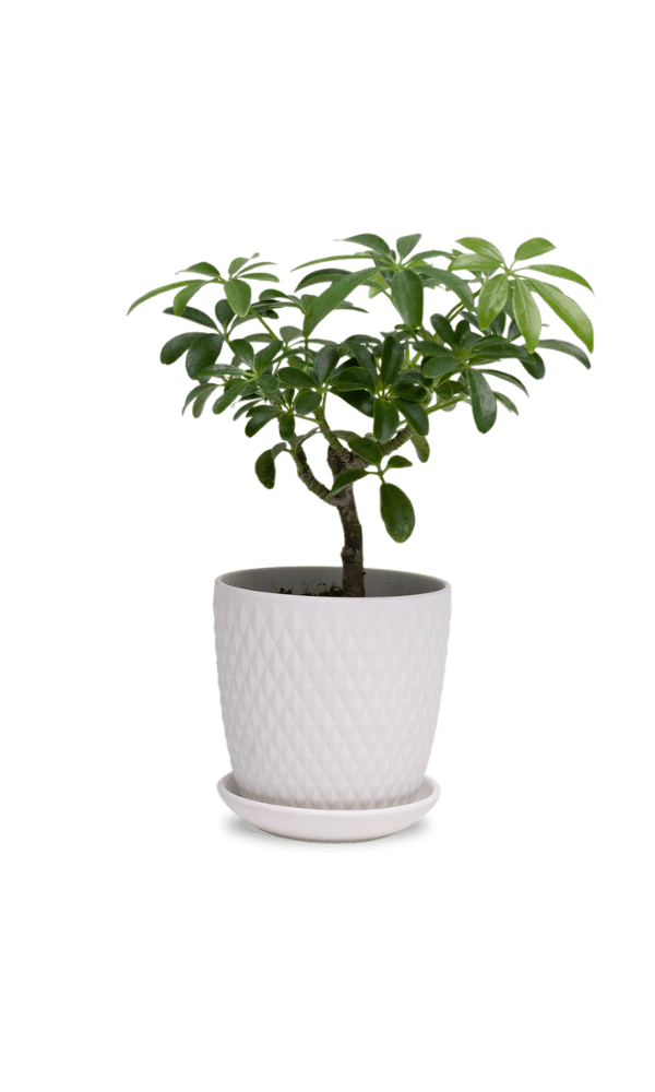 Virago 3.5" Porcelain Pot With Drainage Hole And Saucer - Chive Ceramics Studio - Pots - Chive Ceramics Studio