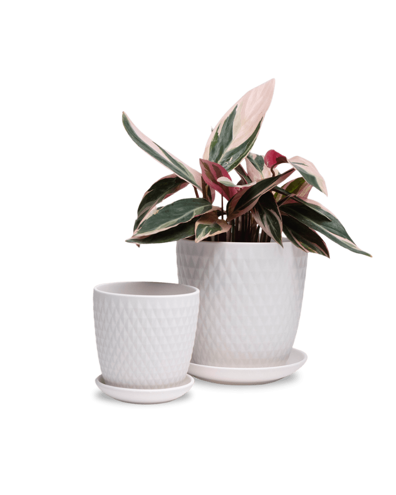 Virago 3.5" Porcelain Pot With Drainage Hole And Saucer - Chive Ceramics Studio - Pots - Chive Ceramics Studio