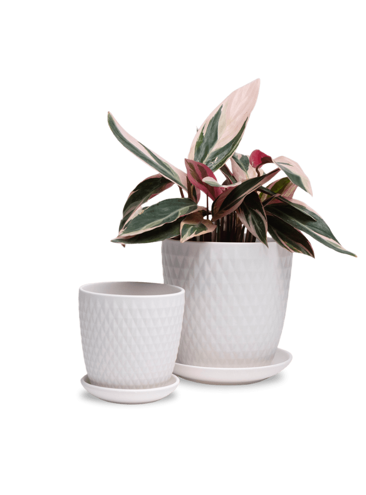 Virago 3.5" Porcelain Pot With Drainage Hole And Saucer - Chive Ceramics Studio - Pots - Chive Ceramics Studio