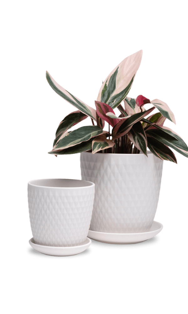 Virago 3.5" Porcelain Pot With Drainage Hole And Saucer - Chive Ceramics Studio - Pots - Chive Ceramics Studio