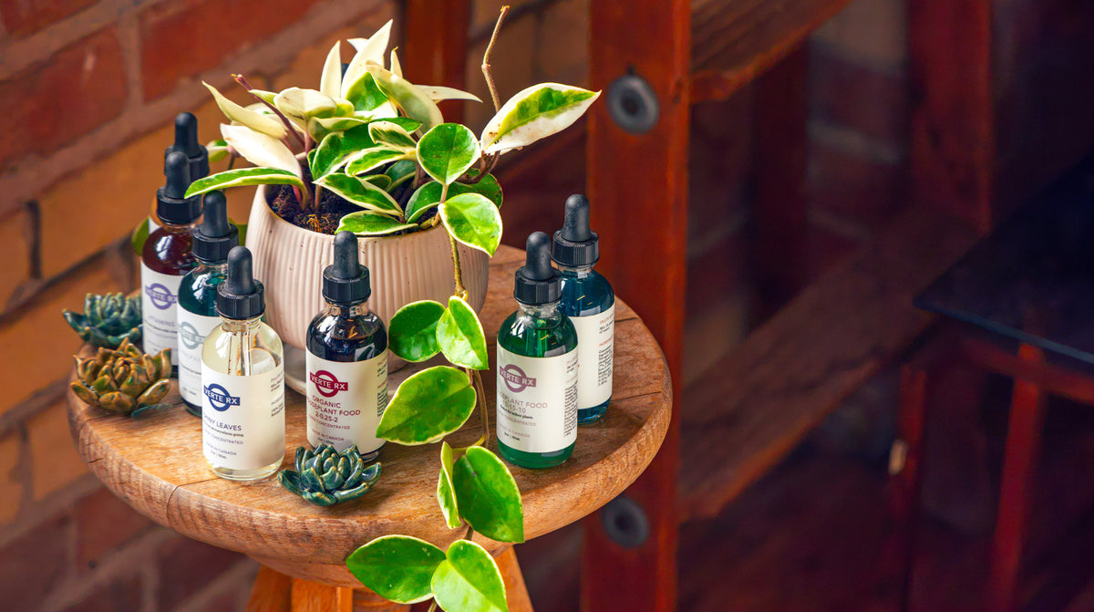Verte Rx Plant Food and Vitamin Collection - Chive Ceramics Studio - Chive Ceramics Studio