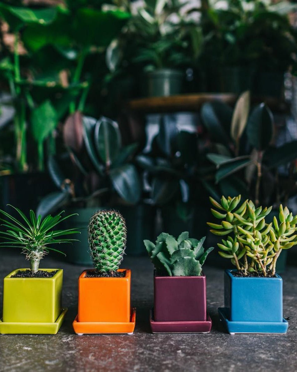 Cube & Saucer Ceramic Pot With Drainage Hole - Chive Ceramics Studio - Pots - Chive Ceramics Studio