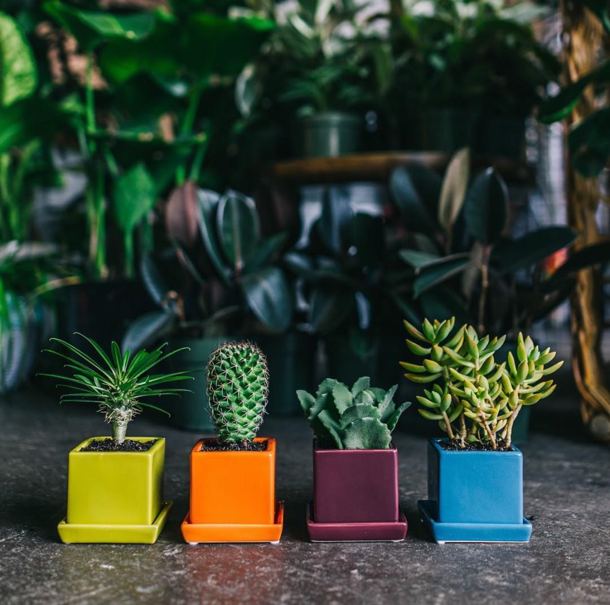 Cube & Saucer Ceramic Pot With Drainage Hole - Chive Ceramics Studio - Pots - Chive Ceramics Studio