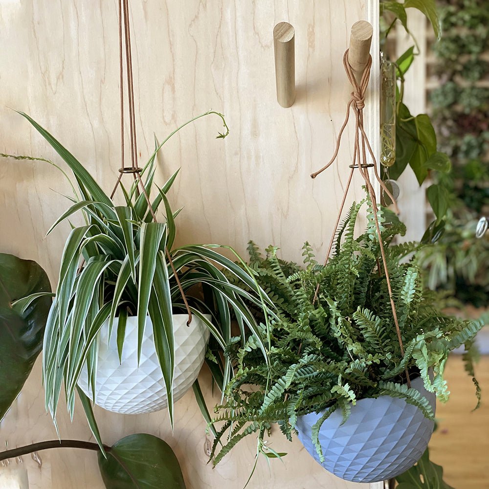 Wood Wall Hook For Planters - Chive Ceramics Studio - Tools & Accessories - Chive US