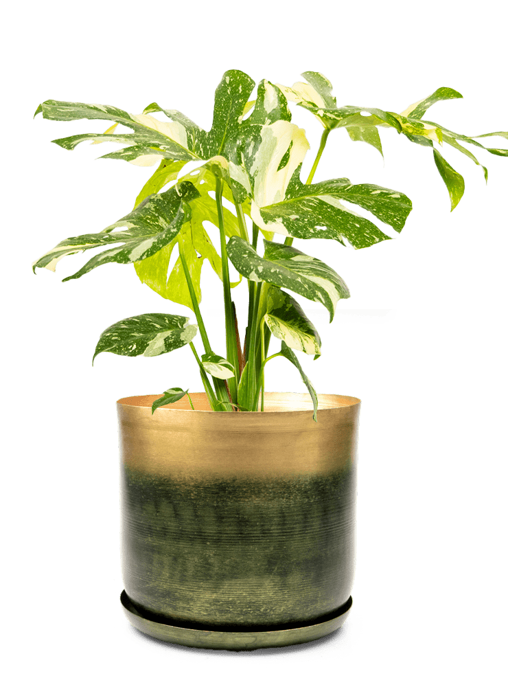 Joe Metal Pot With Drainage Hole | 7, 8, 10 & 12 inches - Chive Ceramics Studio - Pots - Chive Ceramics Studio