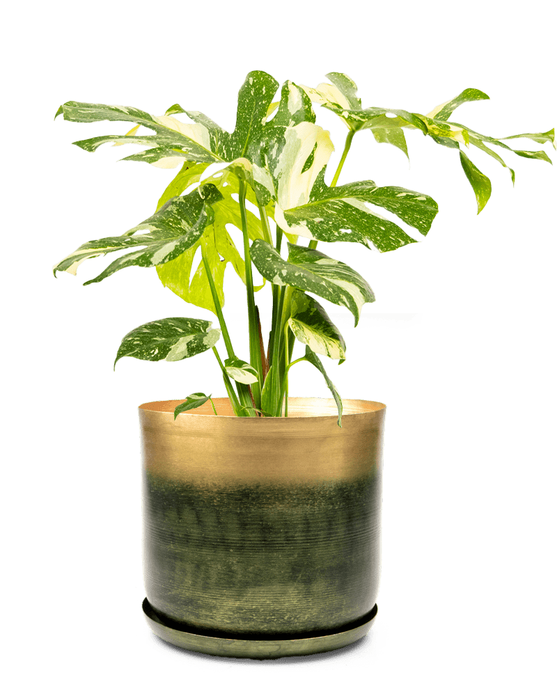 Joe Metal Pot With Drainage Hole | 7, 8, 10 & 12 inches - Chive Ceramics Studio - Pots - Chive Ceramics Studio