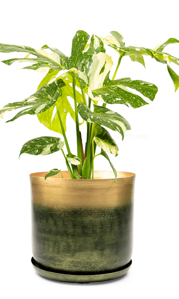 Joe Metal Pot With Drainage Hole | 7, 8, 10 & 12 inches - Chive Ceramics Studio - Pots - Chive Ceramics Studio