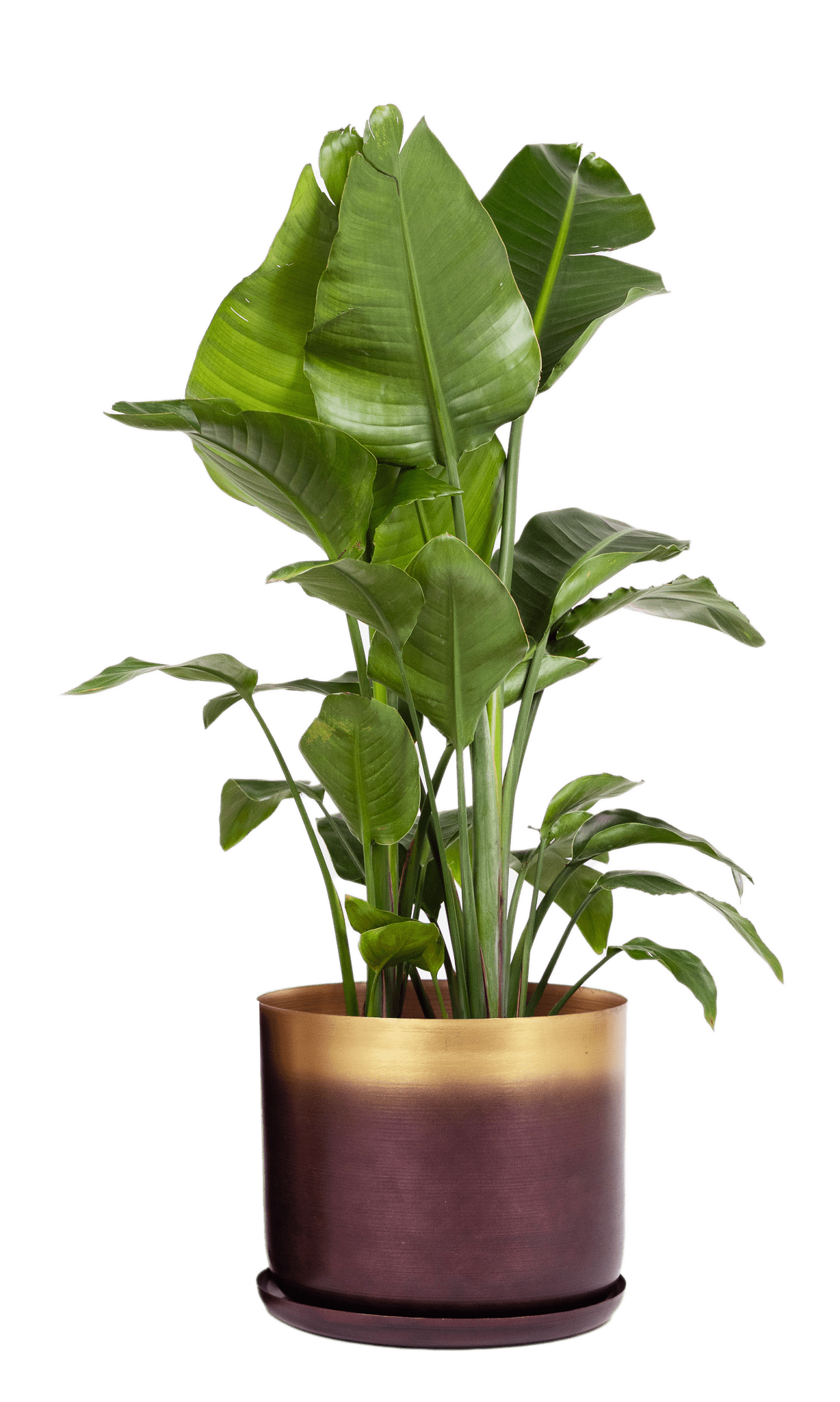 Joe Metal Pot With Drainage Hole | 7, 8, 10 & 12 inches - Chive Ceramics Studio - Pots - Chive Ceramics Studio