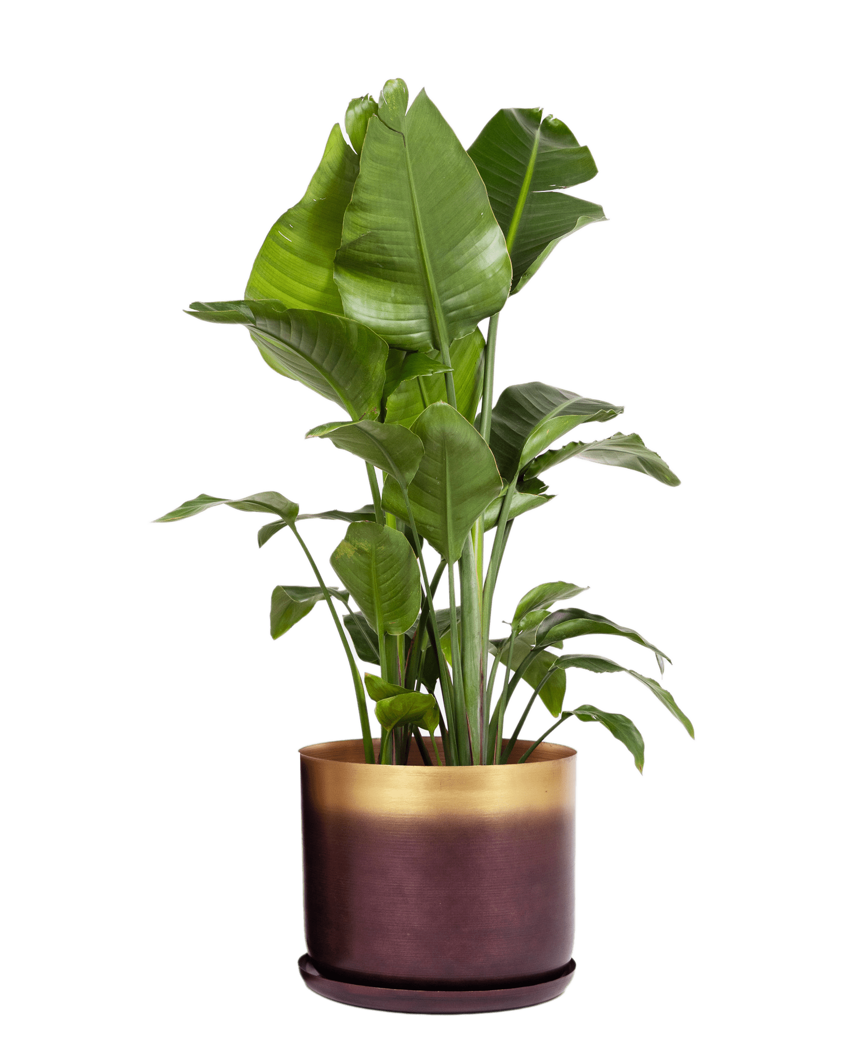 Joe Metal Pot With Drainage Hole | 7, 8, 10 & 12 inches - Chive Ceramics Studio - Pots - Chive Ceramics Studio