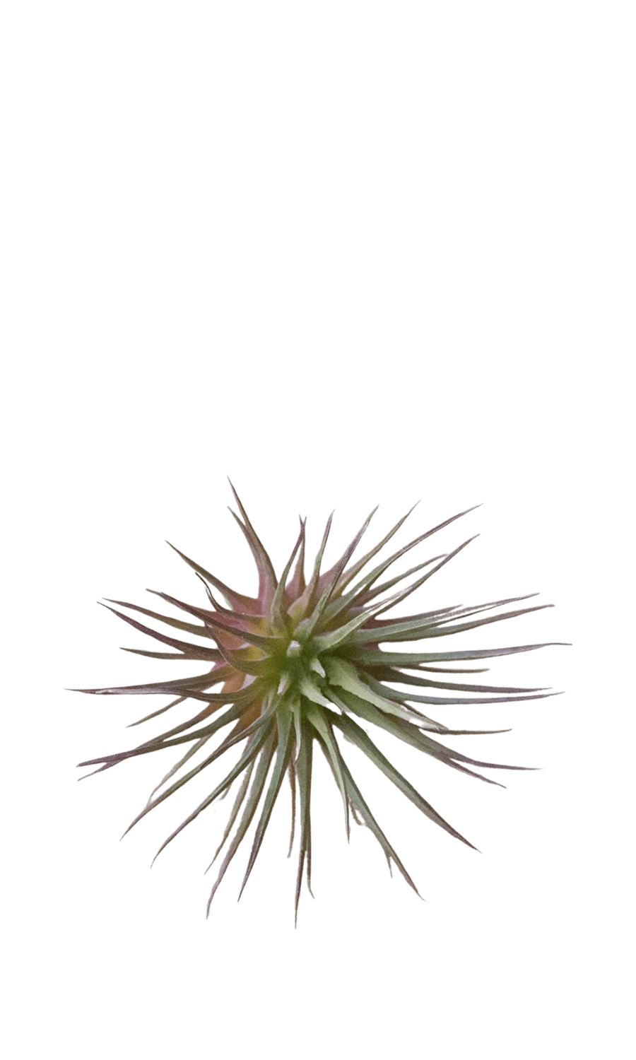Small Fake Lifelike Realistic Unkillable - Air Plant - handmade by Chive Studio Toronto