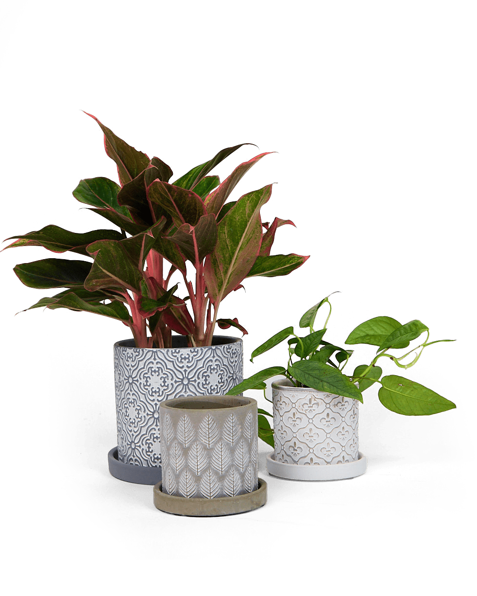 Balter Ceramic Pot And Saucer Set - Chive Ceramics Studio - Pots - Chive Ceramics Studio