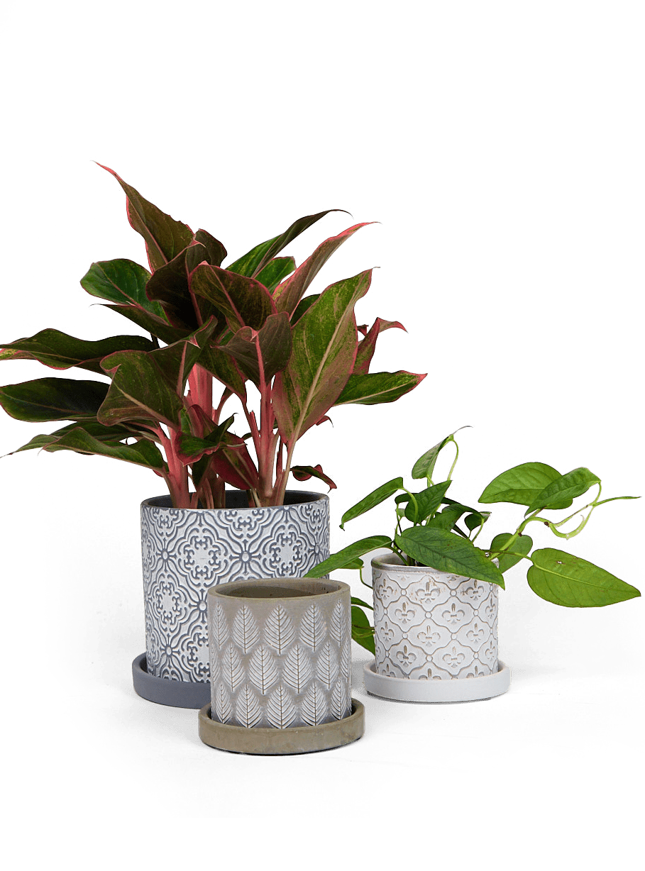 Balter Ceramic Pot And Saucer Set - Chive Ceramics Studio - Pots - Chive Ceramics Studio