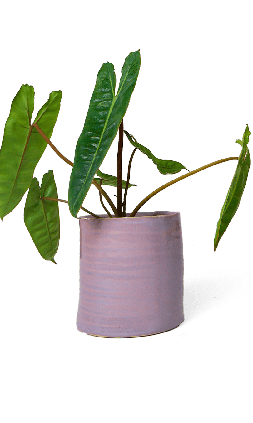 Channa Ceramic Planter Pot - Chive Ceramics Studio - Pots - Chive Ceramics Studio