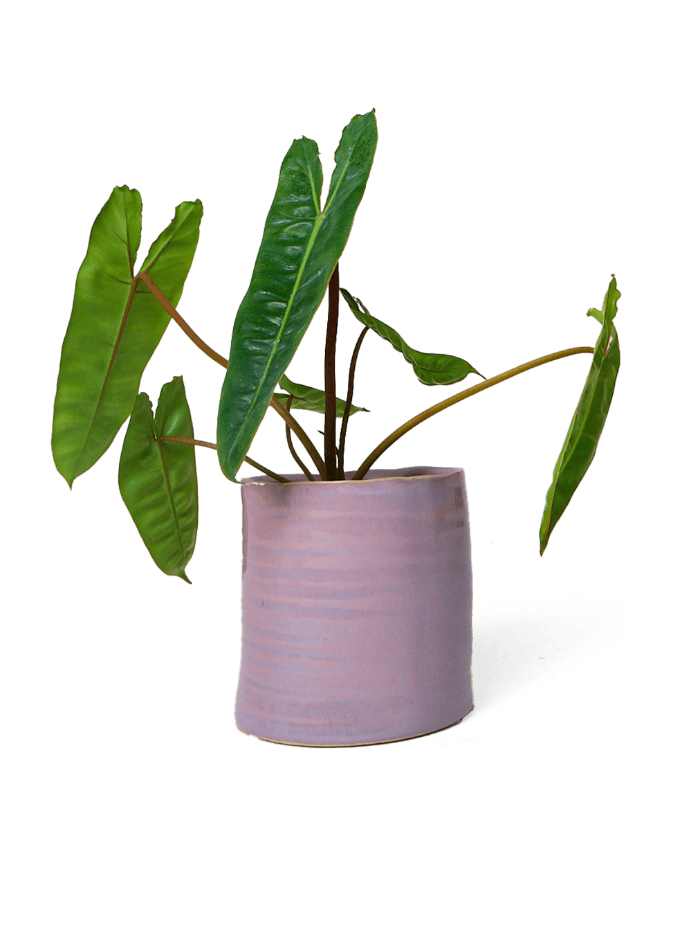 Channa Ceramic Planter Pot - Chive Ceramics Studio - Pots - Chive Ceramics Studio