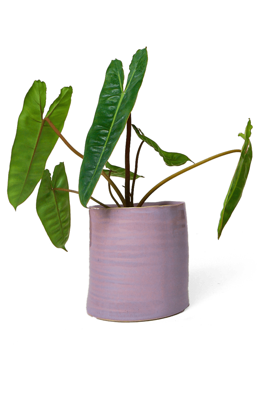 Channa Ceramic Planter Pot - Chive Ceramics Studio - Pots - Chive Ceramics Studio