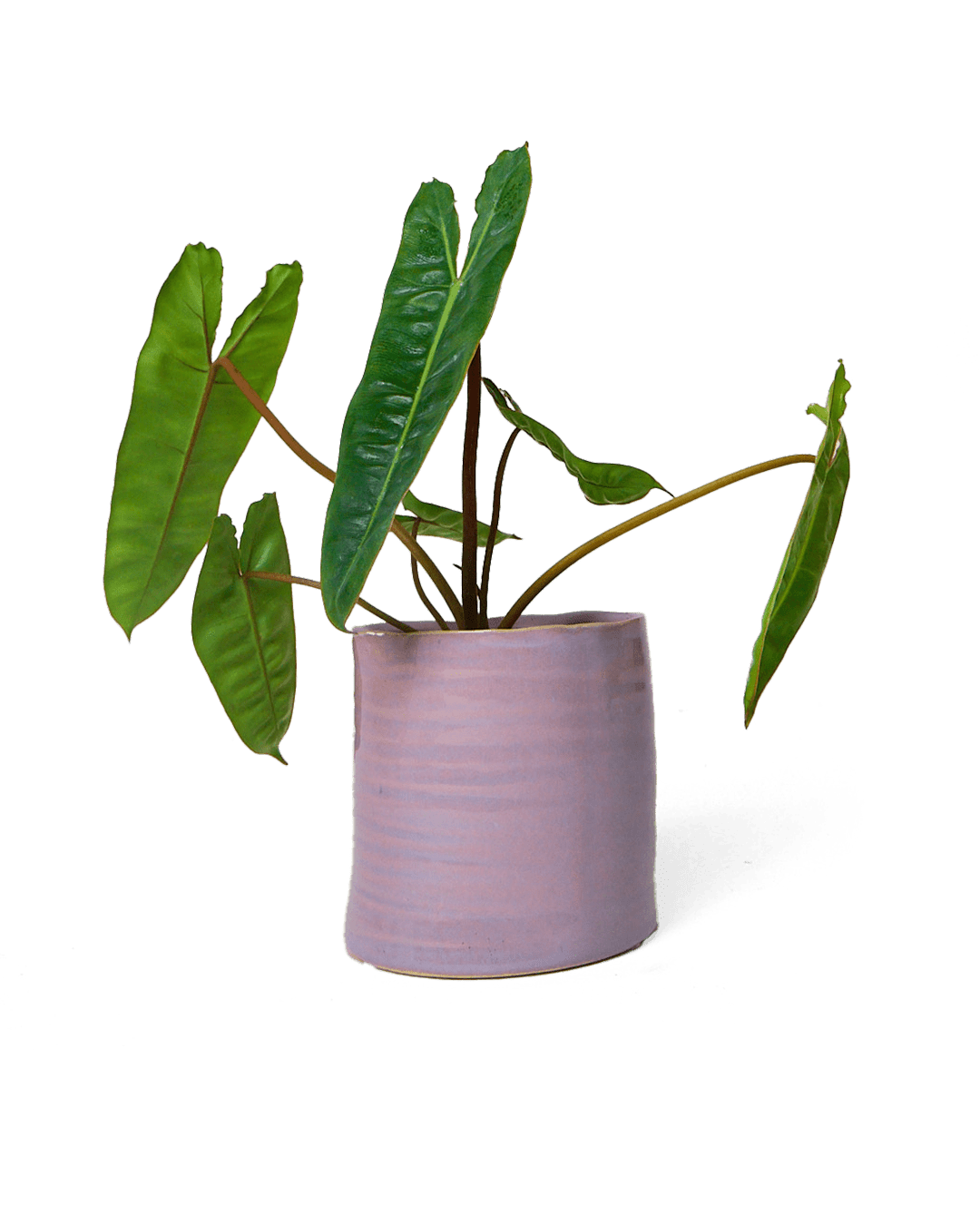 Channa Ceramic Planter Pot - Chive Ceramics Studio - Pots - Chive Ceramics Studio