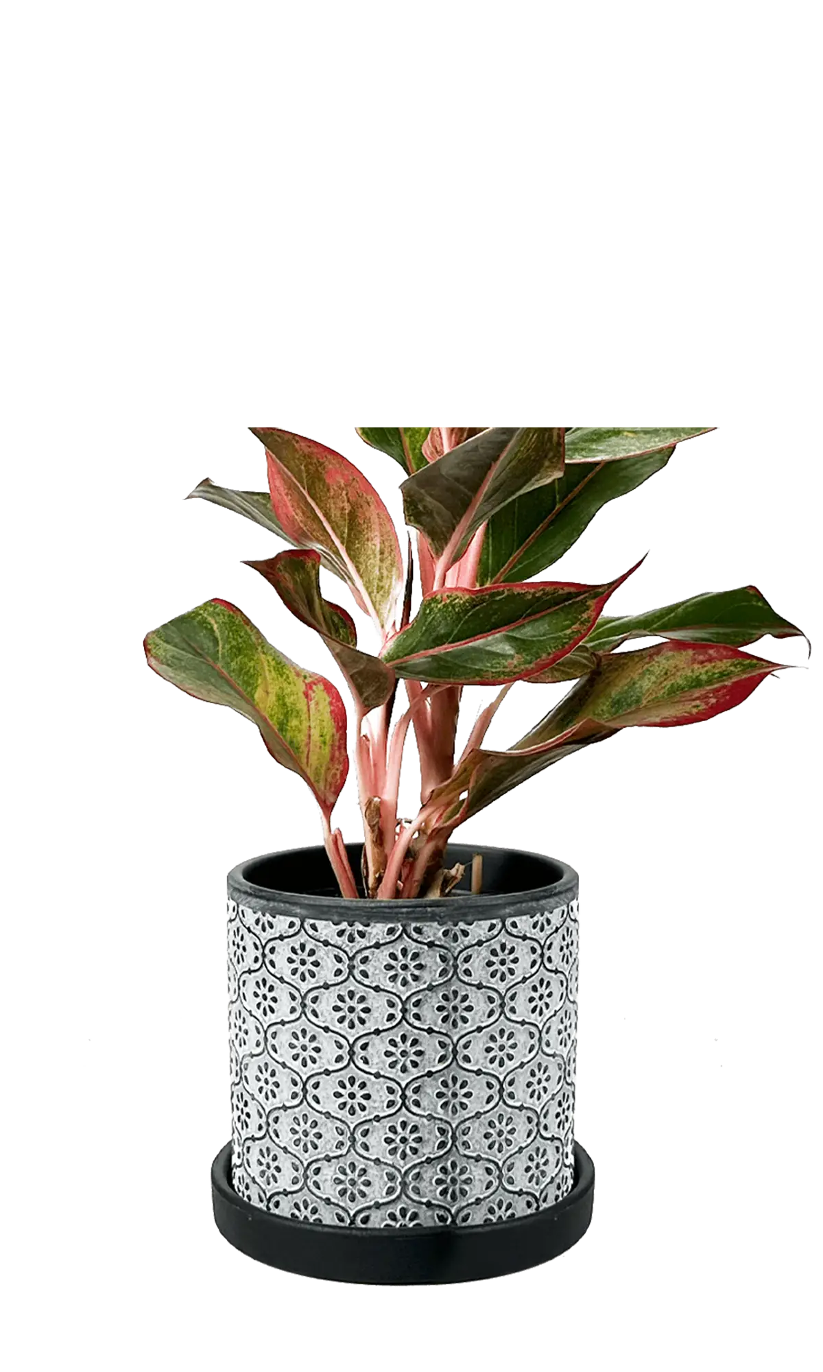 Chive Balter black flower ceramic planter with embossed tile pattern, styled with a red aglaonema plant.