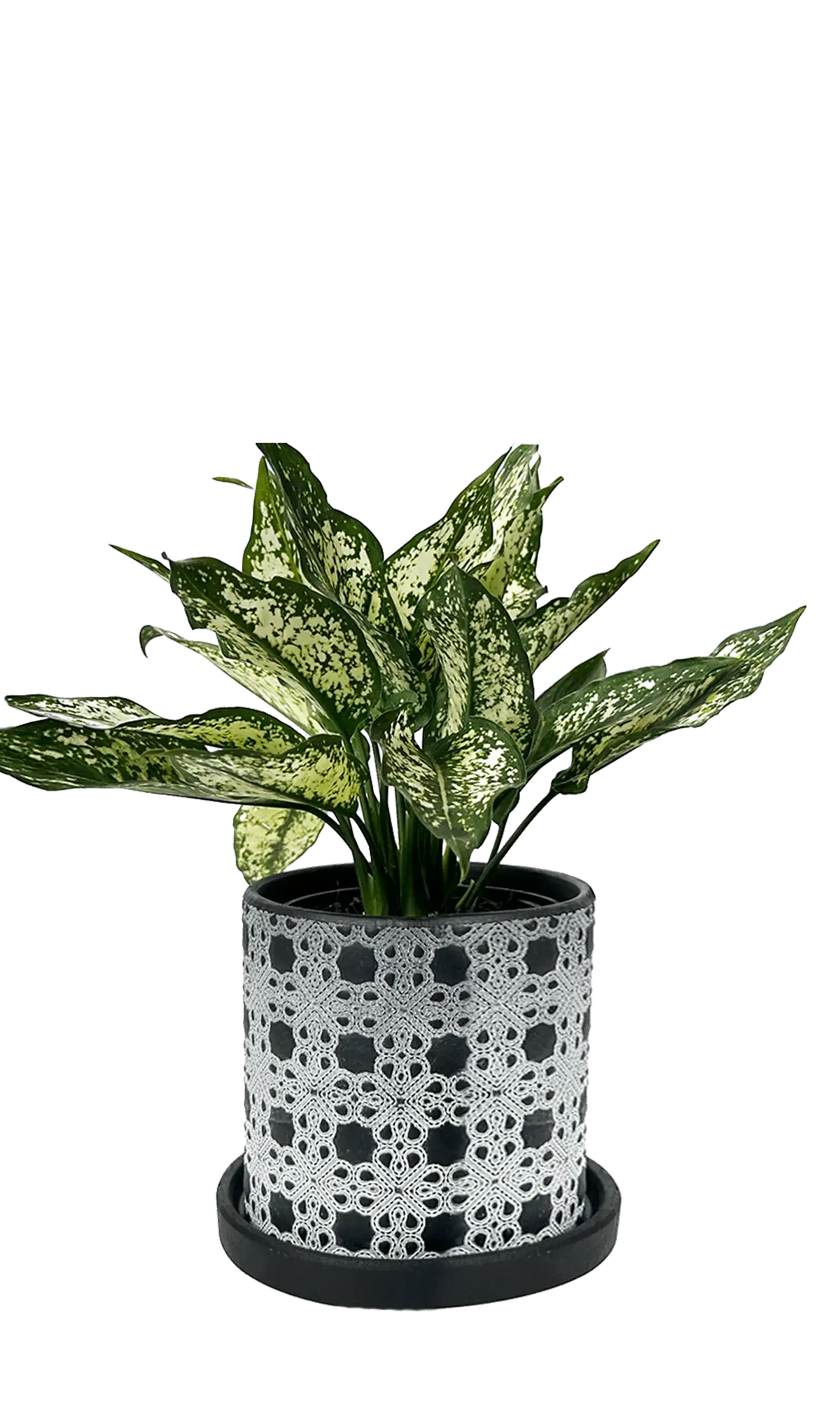 Chive Balter black lattice ceramic planter with white lace lattice pattern, styled with a green aglaonema.