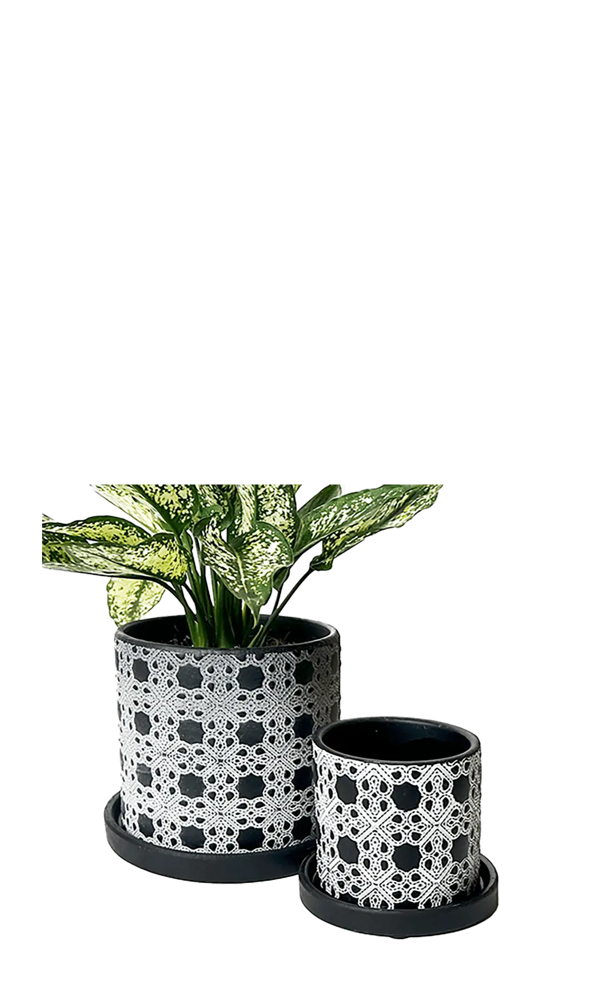 Chive Balter black ceramic planters in two sizes with white lace lattice pattern and matching saucers.