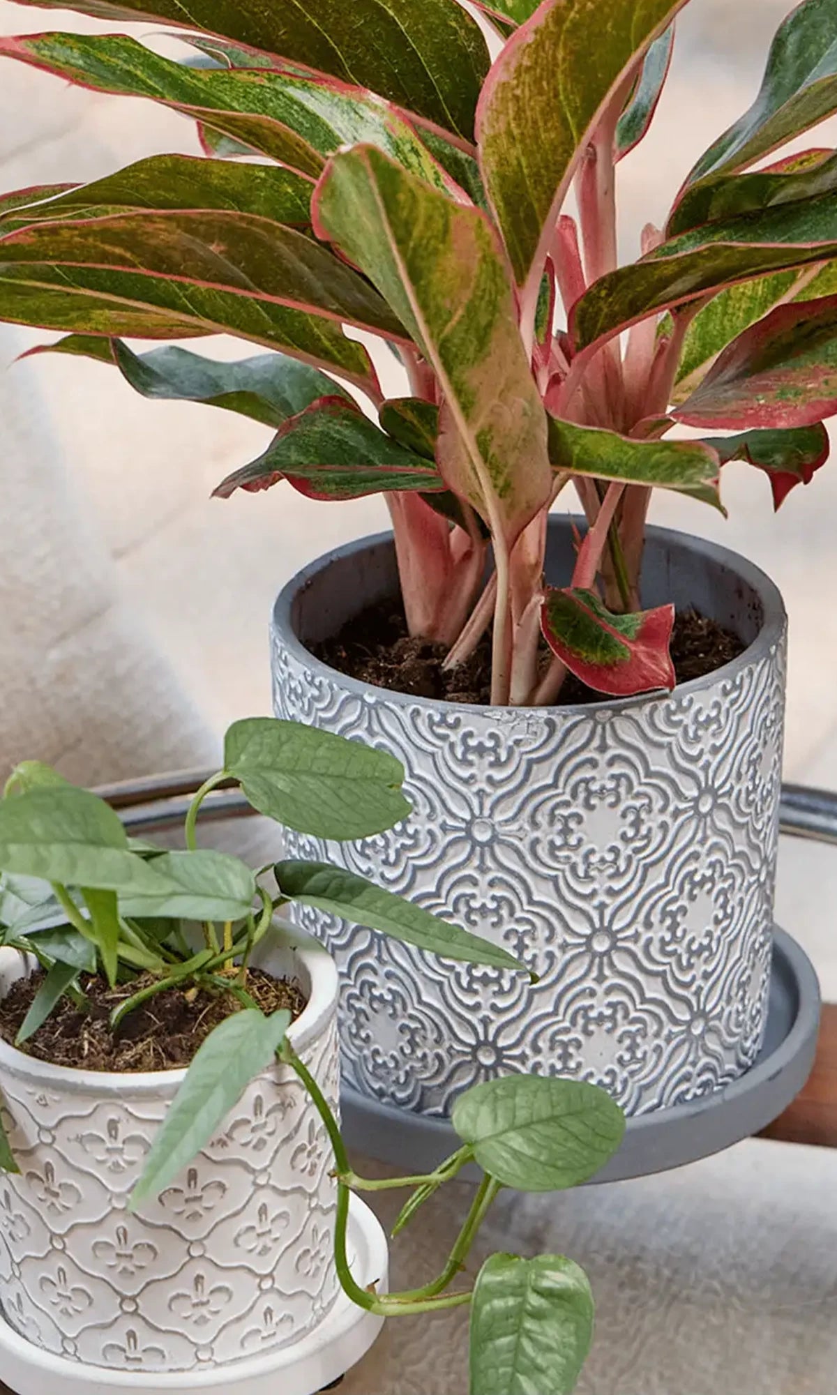 Two Chive Balter ceramic pots with drainage and detachable saucers in size small and medium styled with plants.