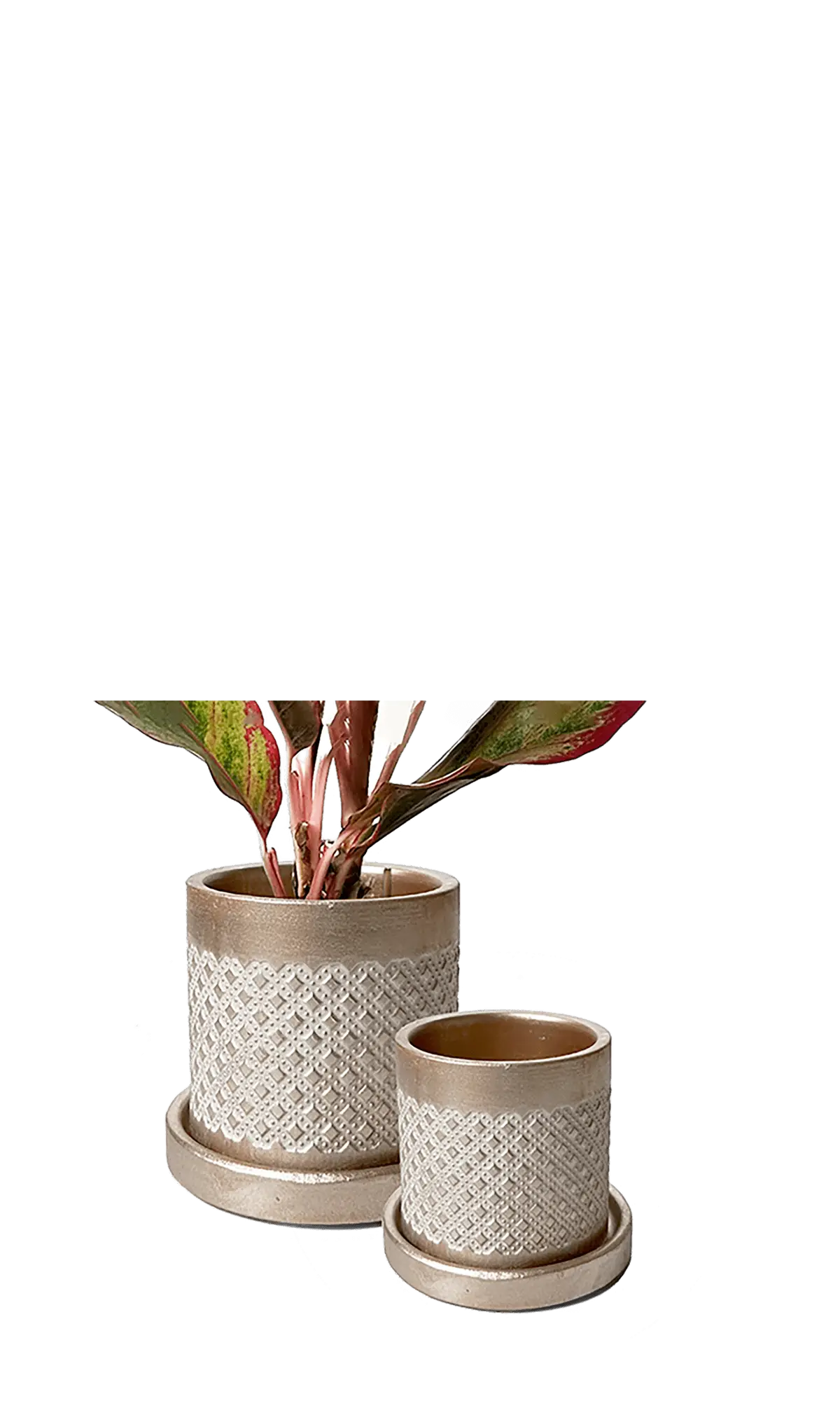 Chive Balter gold ceramic planters in two sizes with diamond lattice texture and matching saucers.