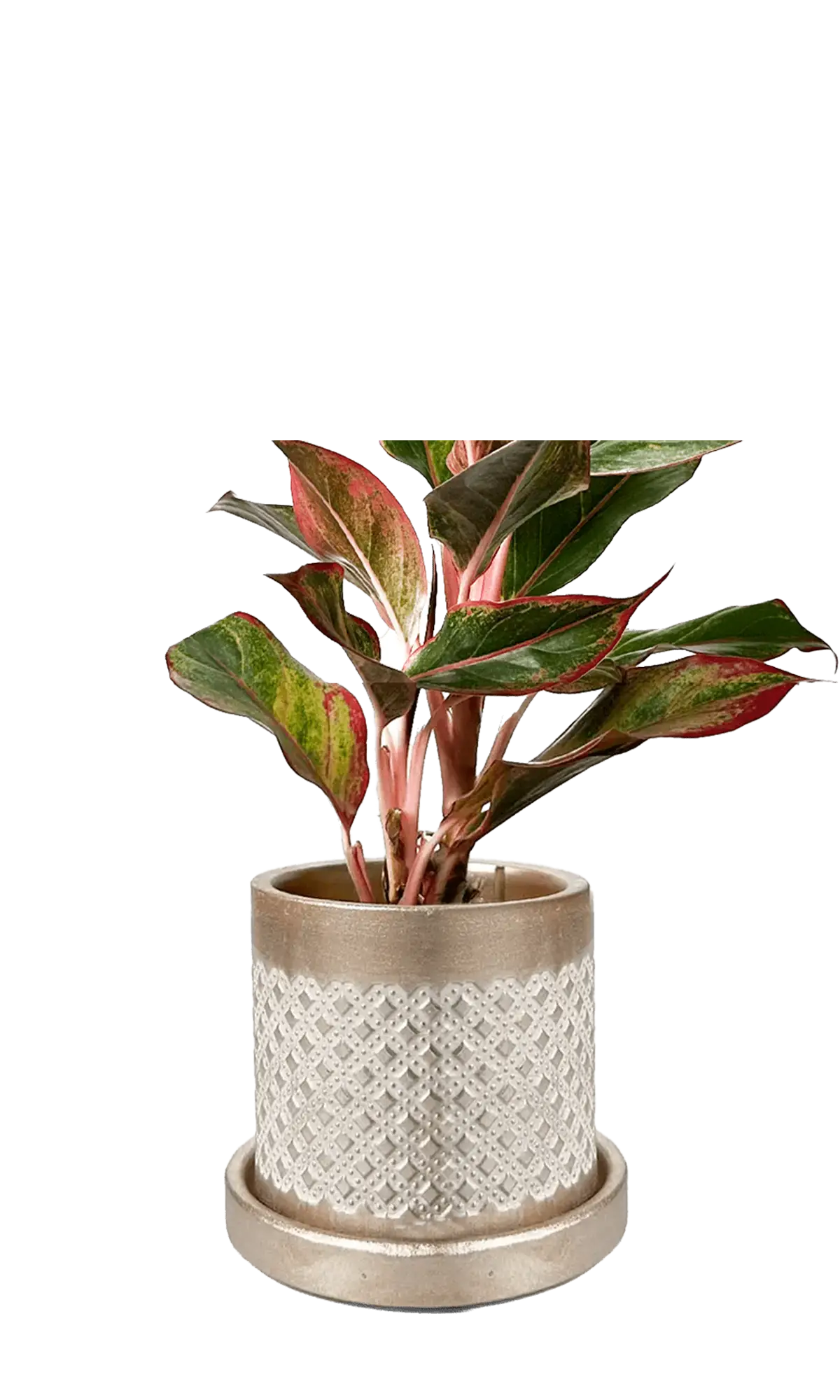 Chive Balter gold ceramic planter with diamond lattice texture, styled with a red aglaonema plant.