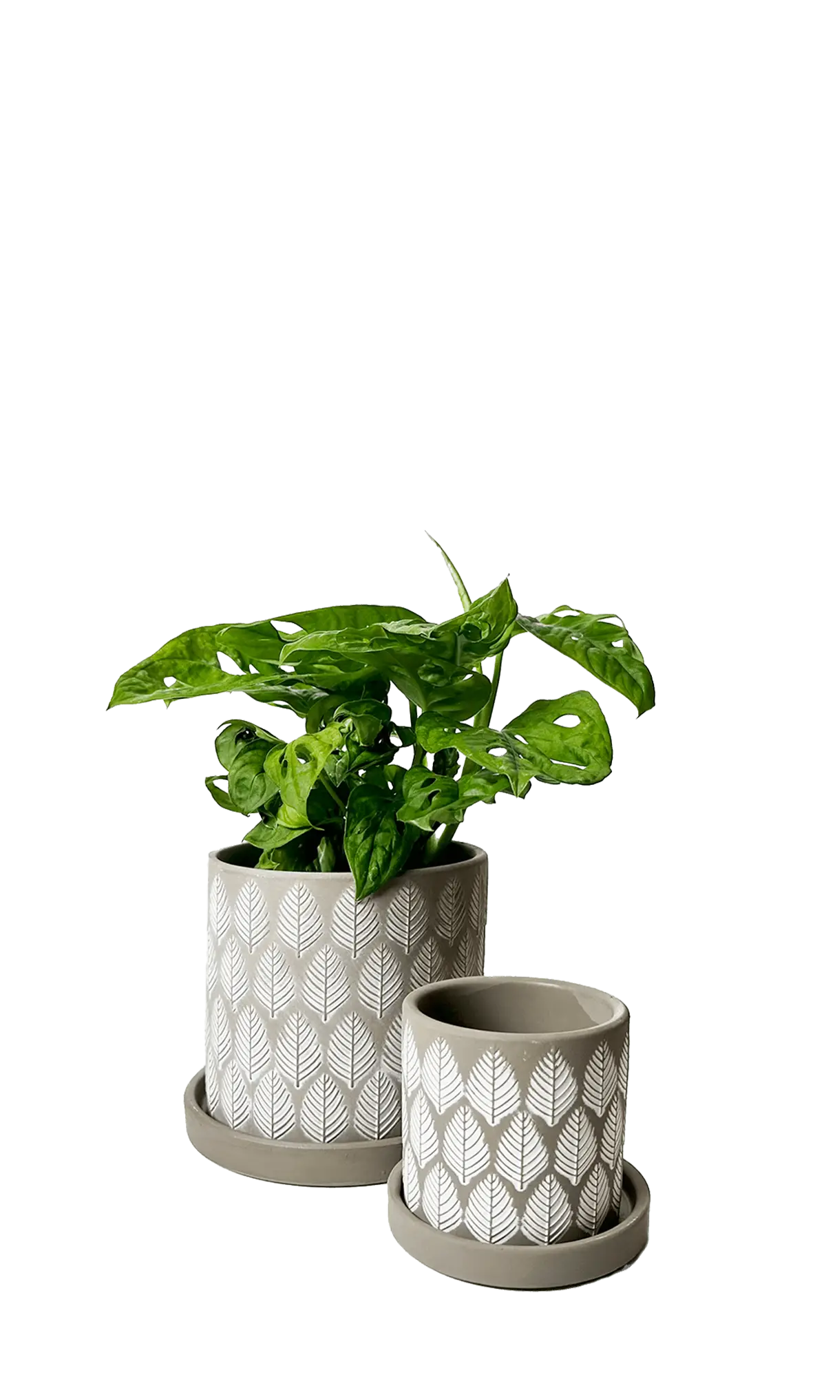 Chive Balter grey ceramic planters in two sizes with embossed leaf pattern and matching saucers.