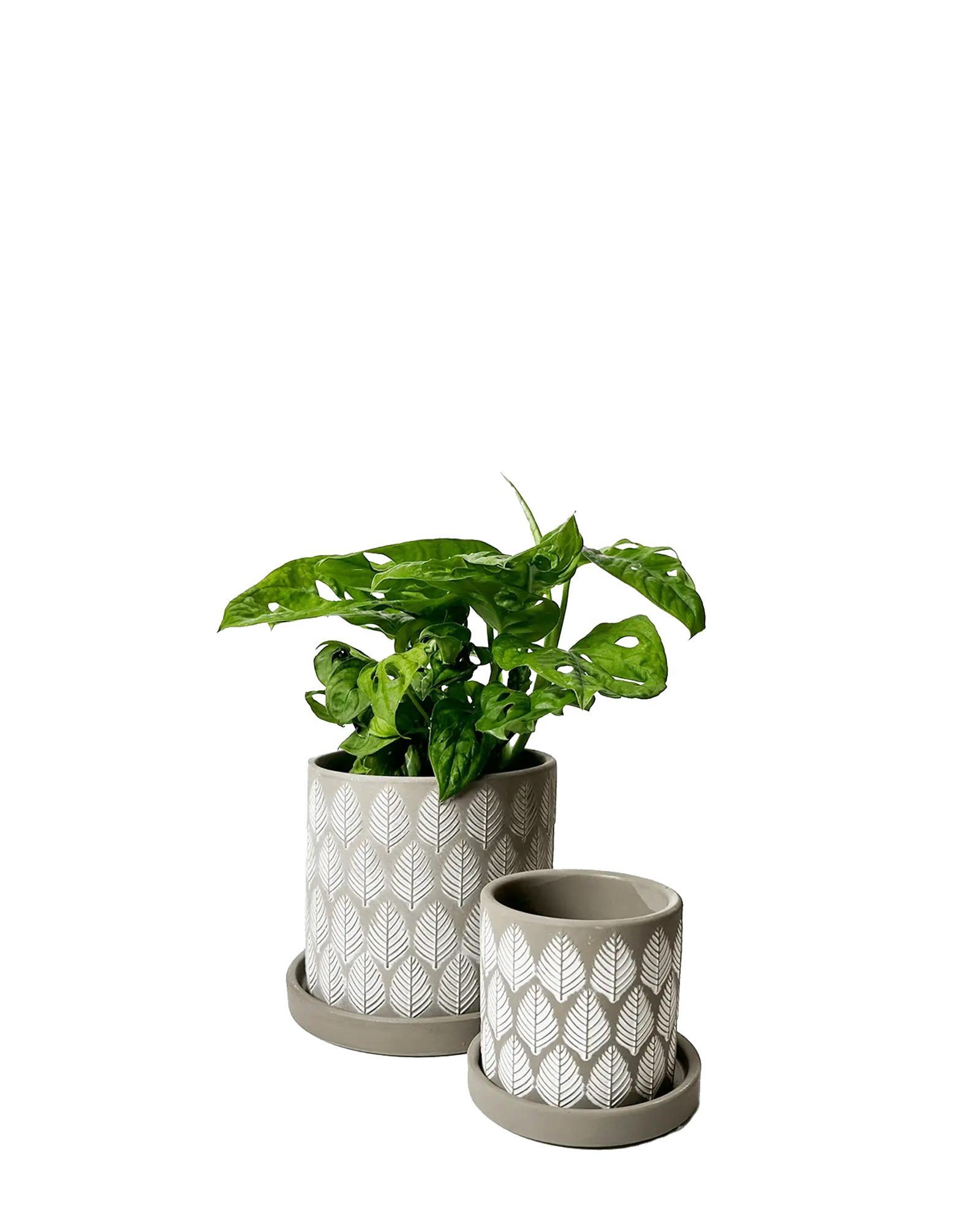 Chive Balter grey ceramic planters in two sizes with embossed leaf pattern and matching saucers.